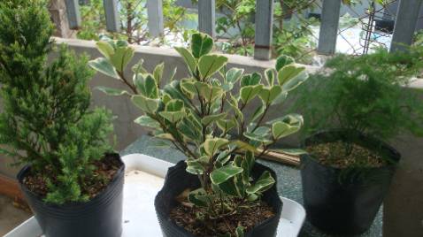 cây nhí NHƯNG DÒM THẤY GIÀ NHƯ ÔNG CỤ // đóng gói khá tốt >>  PHẢI CÓ CÁCH ĐỂ MẤY CHÀNG GIAO HÀNG ĐỪNG lật ngang >> vài cây giao chung đất bung đổ tháo tèm lem.. đang chọn mua tiếp vài chục cây nữa :)