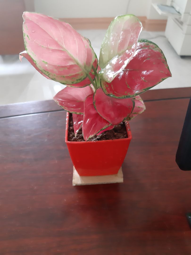 cây đẹp hơi nhỏ chút, nhưng rất oke