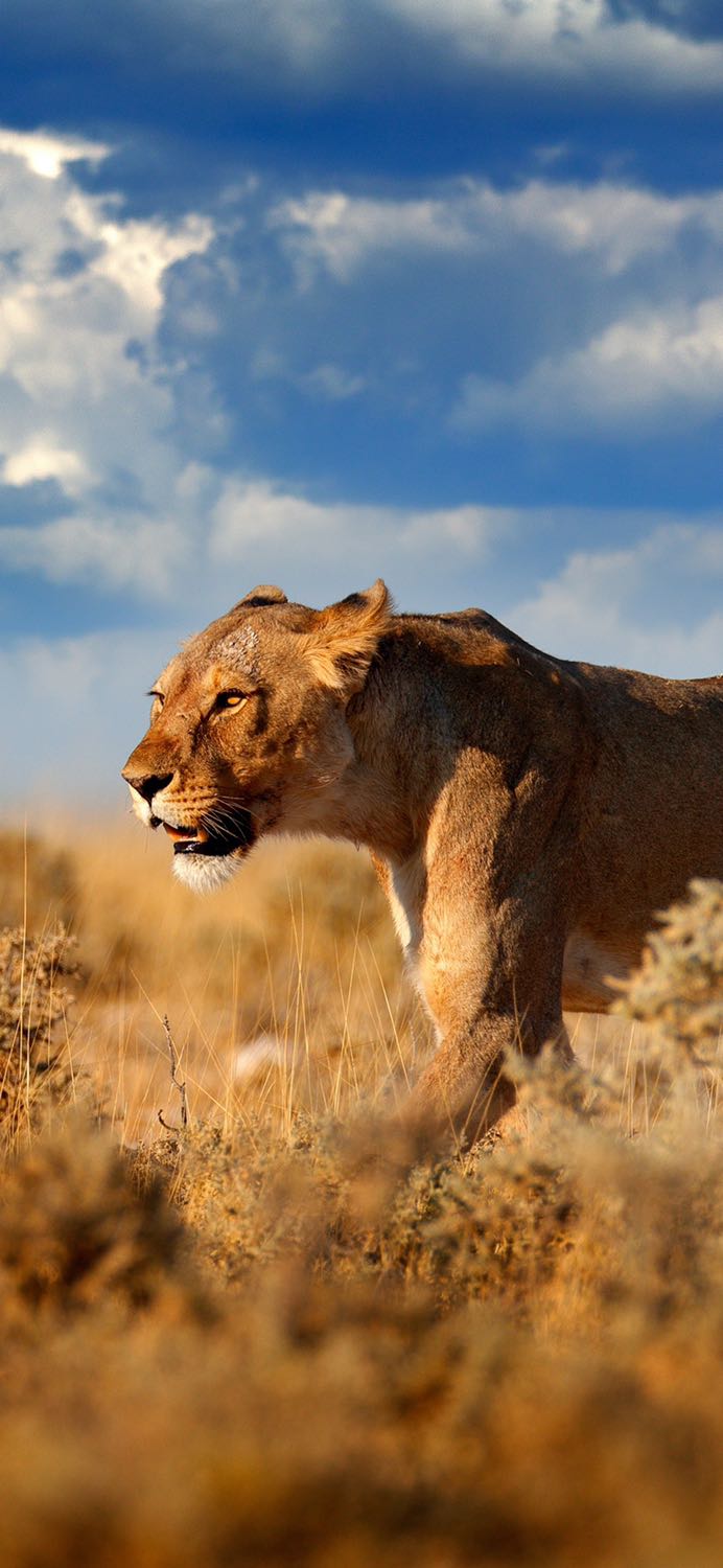 Mới vừa nhận được, nói chung là đẹp, sắc nét, nhưng có bị sạm đen hay không thì phải chờ 1 thời gian nữa mới biết!