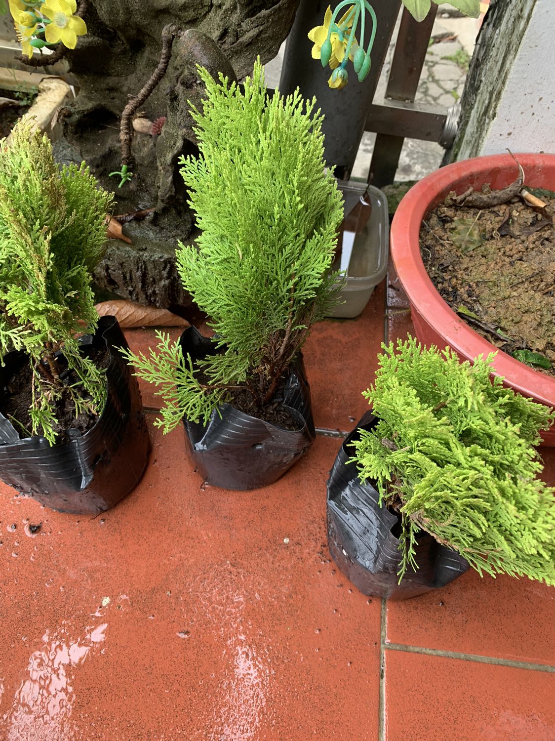 Mình nhận được cây rồi. Cảm ơn shop nhé! Đóng gói cẩn thận,mìh đi cv shipper gửi nhà ng quen sau mấy ngày về mở cây bọc trong hộp tưởng chết rồi mở ra vẫn xanh tốt.