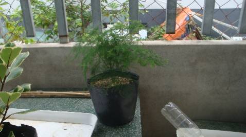 EM RẤT MONG MANH.. CON NÍT TƯỚI NHẦM VÒI LỚN EM BẬT NGỬA ..HẾT HỒN :)
SHOP GIAO HÀNG CẨN THẬN >> LẦN SAU NHỚ vẽ MŨI TÊN NGOÀI THÙNG GIẤY để mấy chàng giao hàng đừng LẬT NGANG LỘN NGƯỢC "CON NGƯỜI TA"