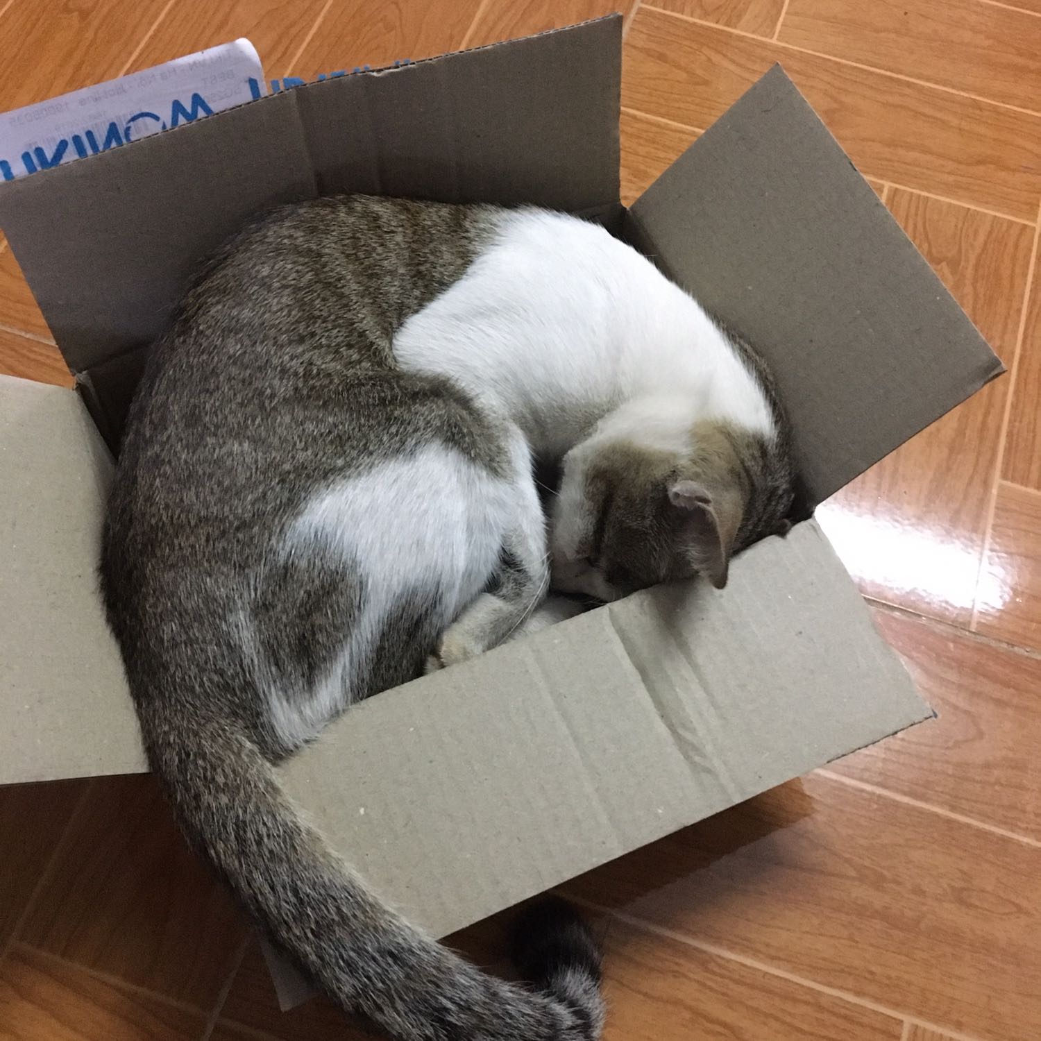 Giao hàng nhanh, mòe nhà em rất thích, có điều 2 đứa mà chỉ một đứa ăn đồ biển thôi ! Khổ vậy cơ! Cơ mà cảm ơn tiki cả 2 đứa đều rất thích cái hộp, hihi Giao hàng nhanh, mòe nhà em rất thích, có điều 2 đứa mà chỉ một đứa ăn đồ biển thôi ! Khổ vậy cơ! Cơ mà cảm ơn tiki cả 2 đứa đều rất thích cái hộp, hihi