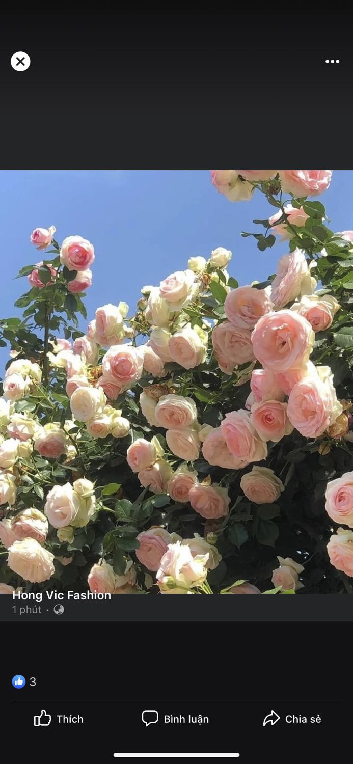 Chất lượng tốt