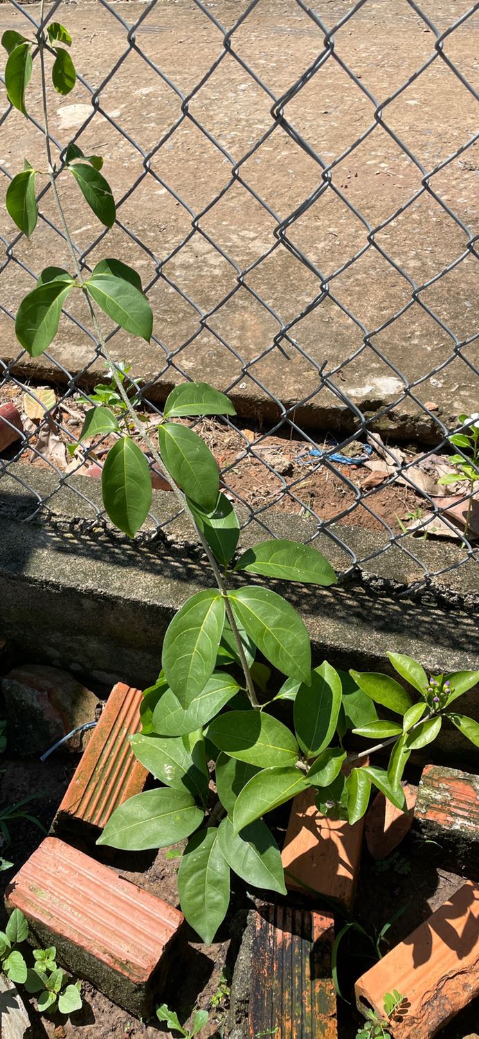 Cây đẹp sống khoẻ, hiện tại đã ra hoa rồi.