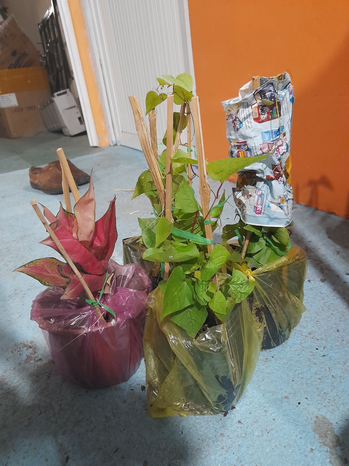 Hàng đóng gói kỹ, đi đường xa vẫn nguyên vẹn. Cây mình chưa trồng nhưng chắc ổn. Shop tư vấn nhiệt tình, giao hàng nhanh.