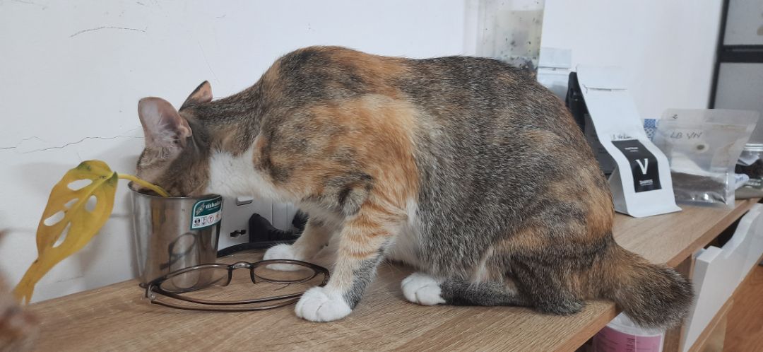 Ship đúng hạn. Mới dùng thì hơi hôi mùi nhựa, nhưng sau đôi ba lần là hết. Hút cũng ổn, ra bụi mịn trên giường, còn tóc thì có vẻ mất một lúc, hoặc mình di máy hơi nhanh. Kêu thì chắc chắn là to rồi. Di máy xong giường nóng lên còn ga thì phẳng lì nên cũng thích.