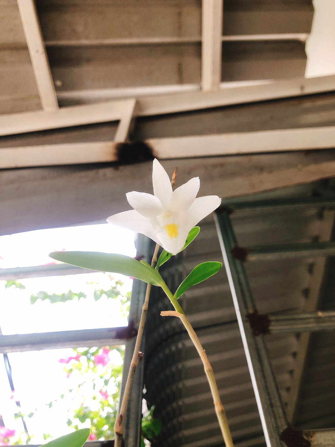 Hạt bí ngon giòn, béo