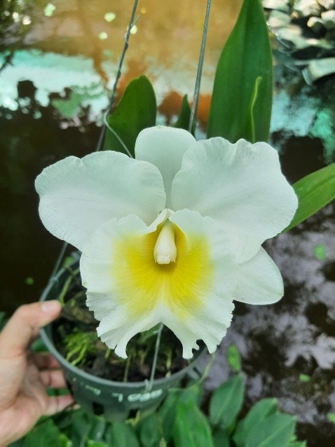 ok đẹp lắm nhe bạn tặng nên ko có hìn ảmh