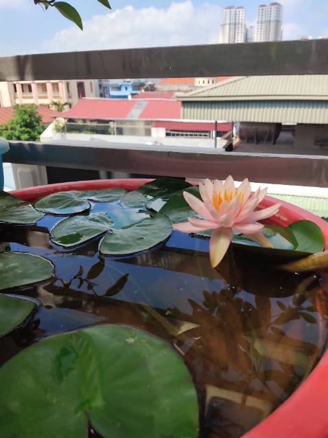 Giá cả phải chăng. Rửa sạch bát đĩa. Mùi dễ chịu