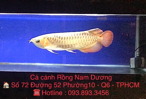 Hàng hãng rất chuẩn, gia công sắc sảo.
