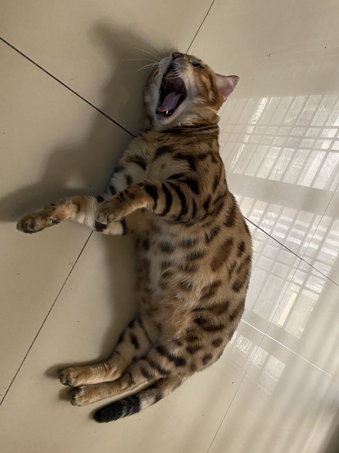 Đã mua mật ong của Cty nhiều lần, nhưng đây là lần đầu mua mật ong Bear . Nói chung là ngon !