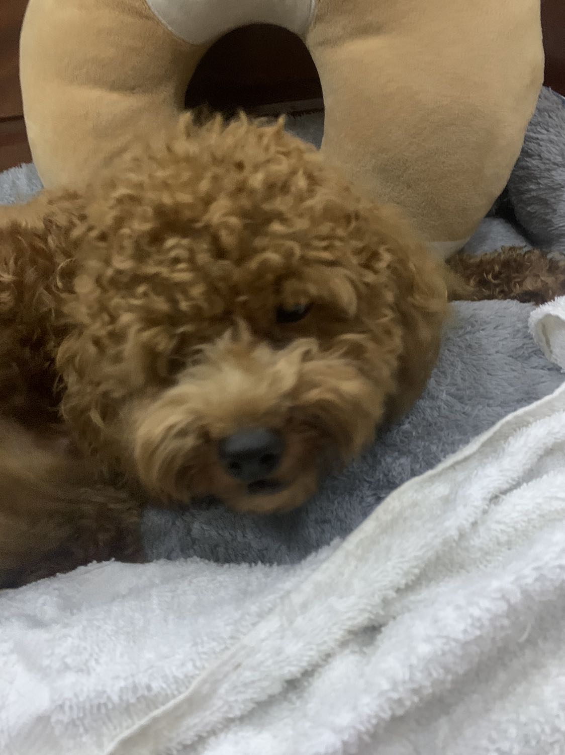 Sách được bao bọc cẩn thận, gọn gàng , có 1 2 chỗ bị nhăn