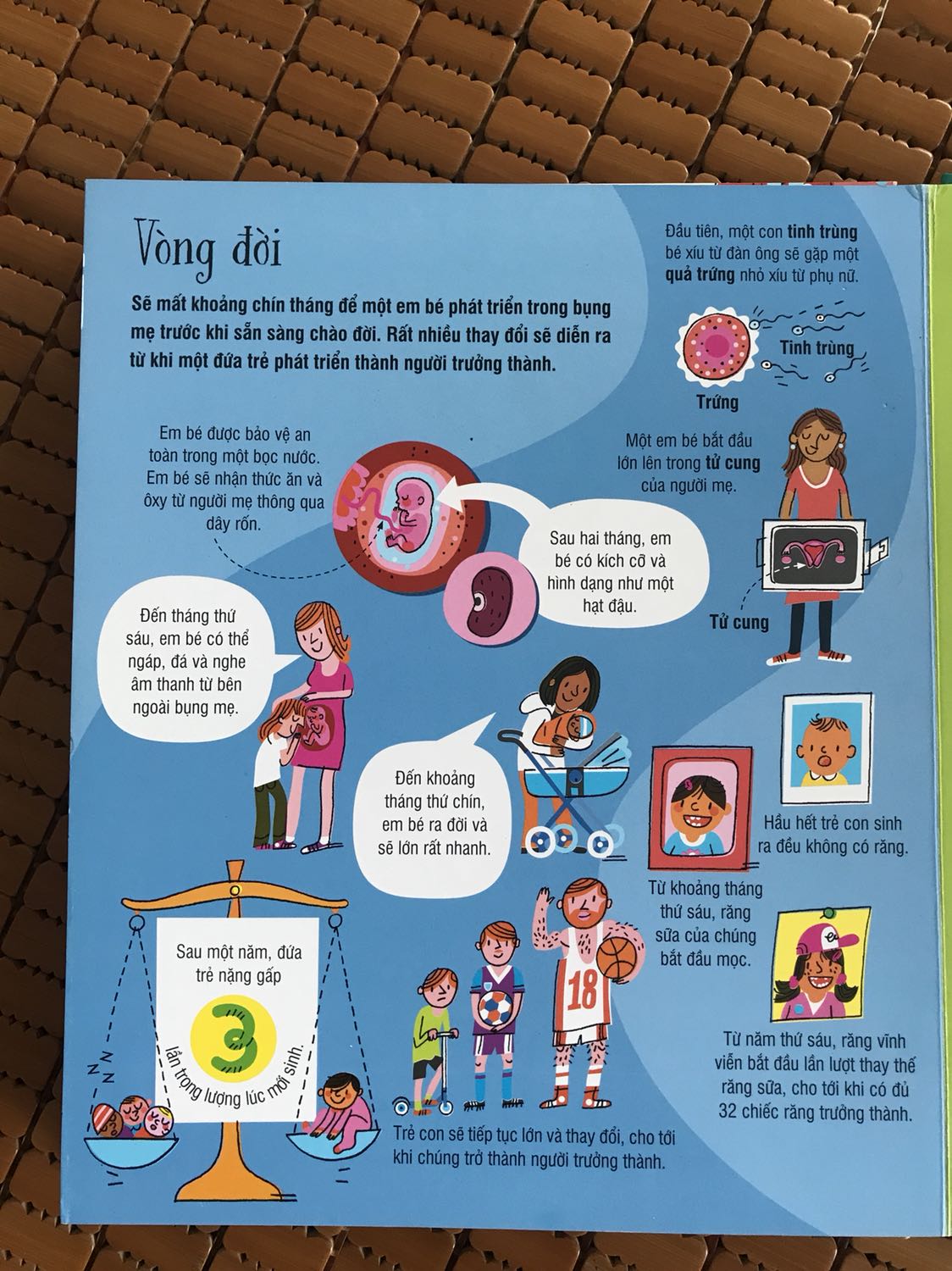 ? CUỐN SÁCH KHỔNG LỒ VỀ CƠ THỂ NGƯỜI

Nằm trong bộ các cuốn sách khổng lồ, “Cuốn sách khổng lồ về cơ thể người” tại thời điểm hiện tại được lòng bạn Tôm nhất, vượt xa cả “Cuốn sách khổng lồ về các loại xe tải”, “về khủng long” - mà mẹ ngỡ sẽ được lòng Tôm hơn trước khi mua về!

Mẹ không có nhiều thời gian để đọc sách cho Tôm, nên ông con tự xem, muốn hiểu về cái gì thì lại quay sang hỏi mẹ. Vốn kiến thức ít ỏi, mẹ thường nhìn vào những gì nêu trong cuốn sách và đọc to lên cho ổng nghe, đơn giản vậy thôi!

Tại thời điểm hiện tại, Tôm thích nhất trang “Thức ăn được tiêu hoá thế nào?” và rất háo hức khi mẹ đọc đến phần chất thải - “cục ị” ??

Đặc biệt, trang “vòng đời” tại thời điểm này cũng rất hấp dẫn với Tôm, lý do: bác Lê Giang vừa sinh em bé! Và bạn thường tự lật ra và chỉ vào tranh, tự diễn giải:

- Đây là anh ku ở trong bụng bác Giang này!

- Bác Giang đang bế anh ku này!

Và buồn cười nhất, có lần Tôm chỉ vào con tinh trùng, quay sang hỏi bác “con gì đây?”

Các mẹ hãy mua về và tìm hiểu cùng với con nhé!!!