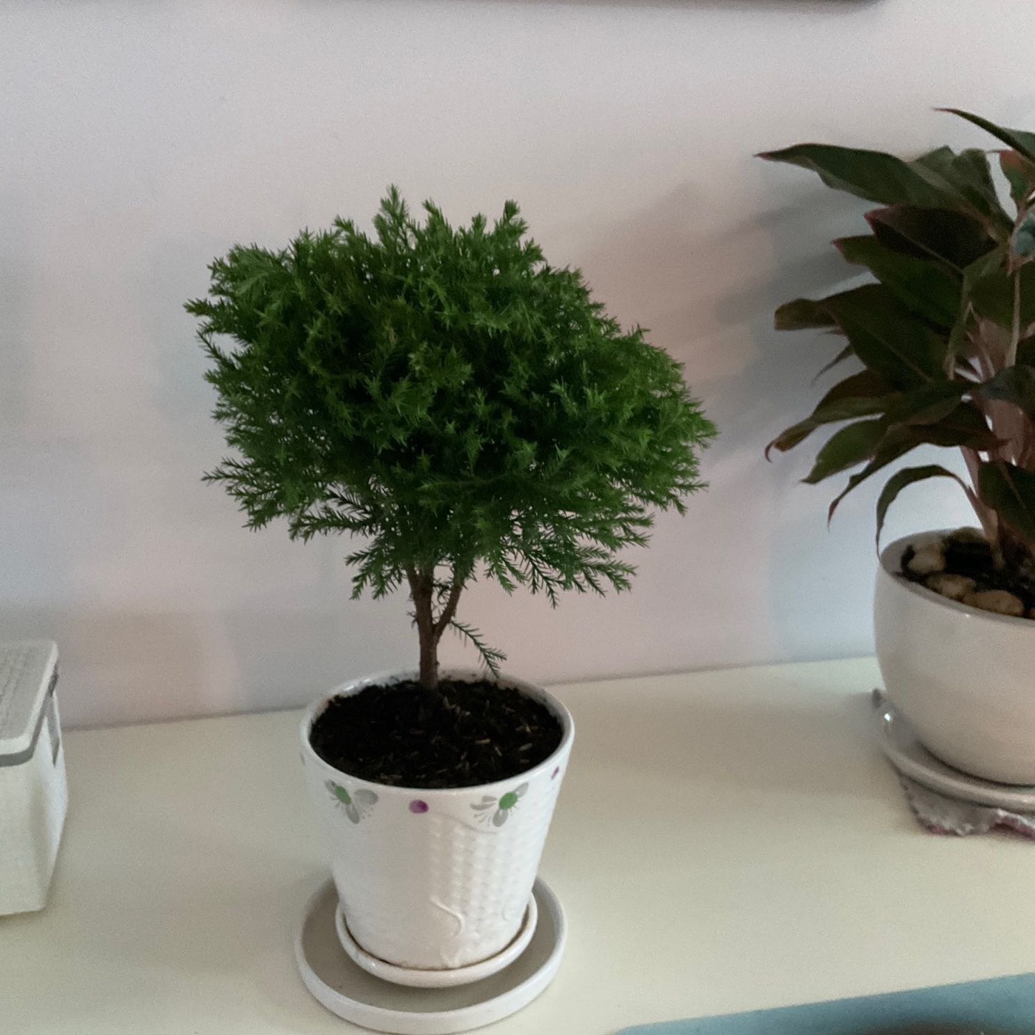 Tôi rất hài lòng với cây cảnh của nhà vườn ,cảm ơn và chúc mọi người nhiều sức khỏe và luôn bình an.