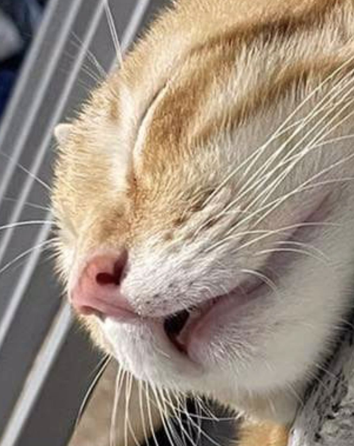 giấy màu vàng dạy dặn, chữ và hình in rõ nét. bìa siêu đẹp, con mèo dễ thương, mà bìa phía sau lại bị cấn gãy. trời ơi mua 7 quyển mà cấn gãy hết 3 4 quyển tui tức mà tui không nói nên lời luôn á. sách tui mua về cưng như trứng hứng như hoa mà mới mua về đã bị gãy tè le tui đau lòng quá huhu. tính gửi 3 sao mà con mèo đẹp nên tặng 4 sao