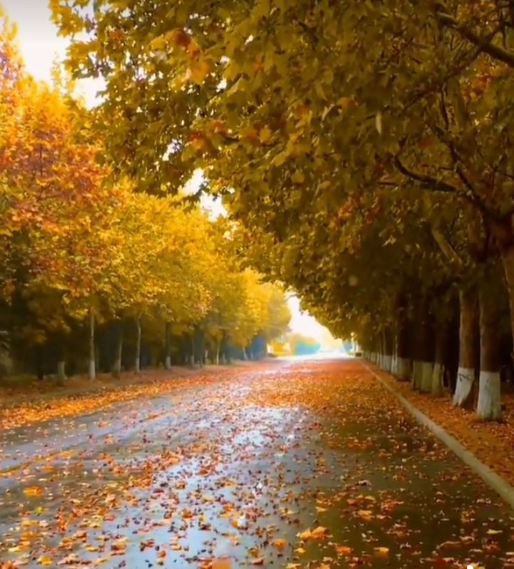 mua com bô giá rẻ hơn mua lẻ chất lượng khỏi chê đã dùng loại này từ rất lâu rồi mua com bô giá rẻ hơn mua lẻ chất lượng khỏi chê đã dùng loại này từ rất lâu rồi