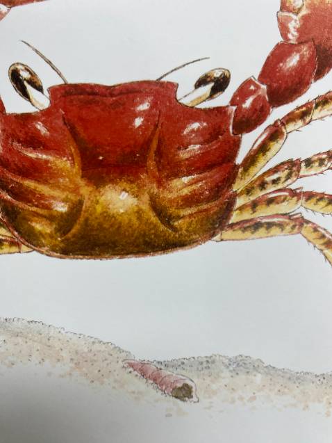 hình ảnh các bạn động vật trong sách còn đẹp hơn mấy cái thẻ sách mình mua cho con, đáng tiền hình ảnh các bạn động vật trong sách còn đẹp hơn mấy cái thẻ sách mình mua cho con, đáng tiền