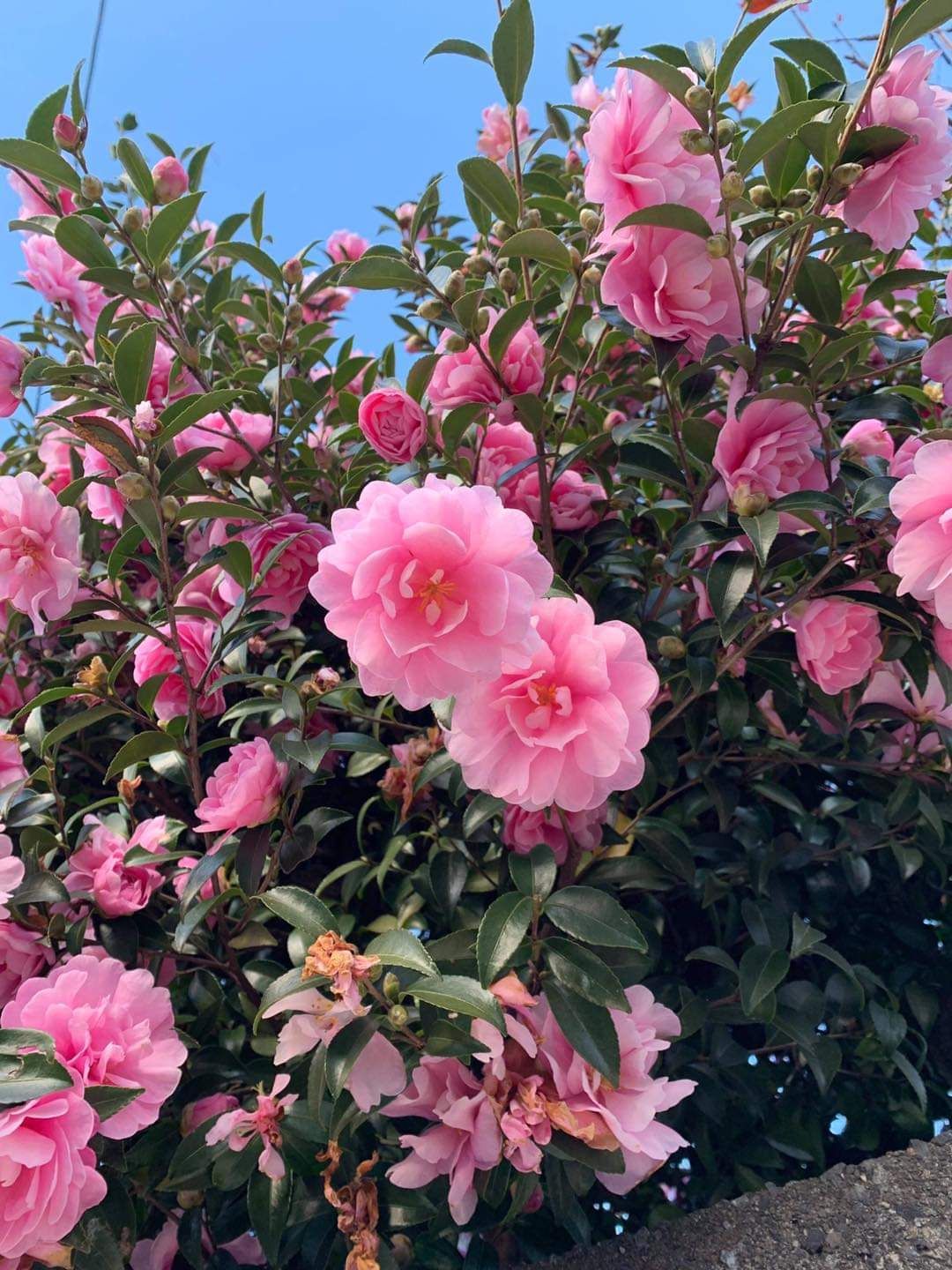 Váy đẹp lắm nha