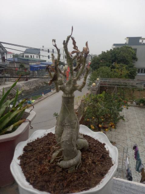 Cây khô héo,  chả biết tròng sống hay chết,  Đóng gói sản phẩm tốt,  chuyển hàng nhánh,  ko bị bóp méo