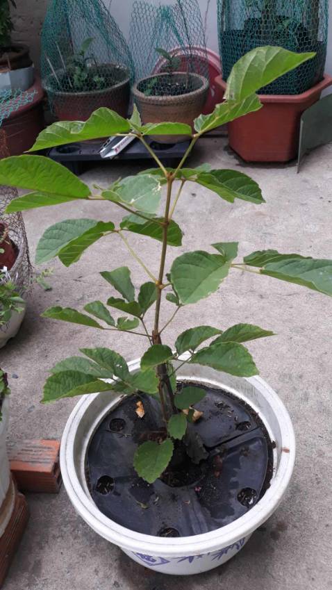 Cây lớn hơn hình đăng và khỏe. Cám ơn shop.