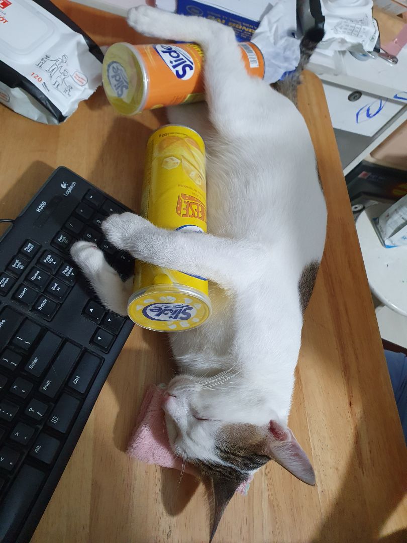 Trước giờ chỉ xài sữa tắm BiO, vứa rẻ vừa tốt. Mèo xài xanh lá, cún xài màu đỏ.. Dù lông ko thơm, mượt như Yú nhưng trị đc rận rệp ve ghẻ. Tắm lần 1 cho xài BiO, lần 2 xả lại Yú là sạch thơm mượt.