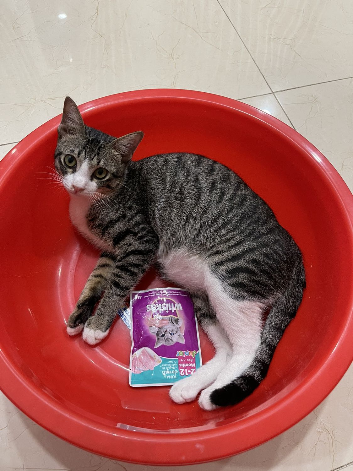 Pé Điệu và Nị nhà mình rất thích., Mình tập cho 2 em từ Mlem Mlem là được ăn Pate., 2 em nghe là biết ngay sắp dc ăn món yêu thích.