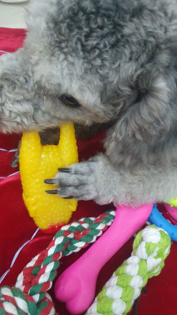 gà chỉ kêu cho vui thì được, để cắn thì banh xác kaka