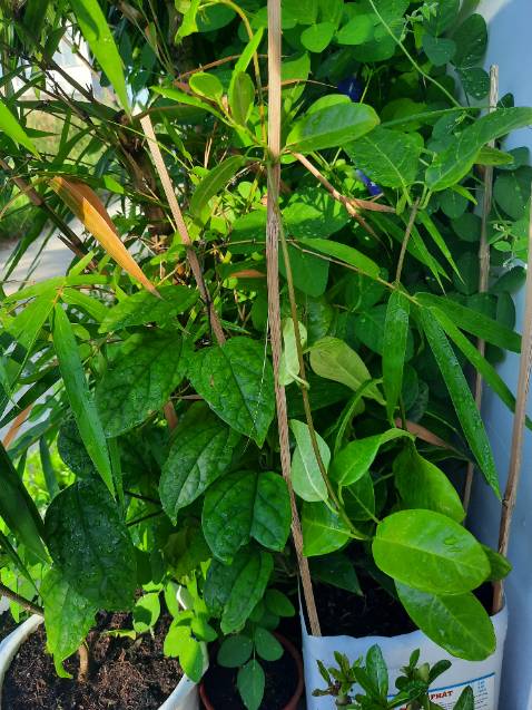 Thời gian giao hàng nhanh, đóng gói cẩn thận, đến nơi cây vẫn còn tươi xanh. Tuy nhiên cây hơi nhỏ không biết khi nào mới có hoa nhưng vẫn đánh giá 5 sao. Hy vọng cây sẽ phát triển tốt cho ra hoa đẹp.