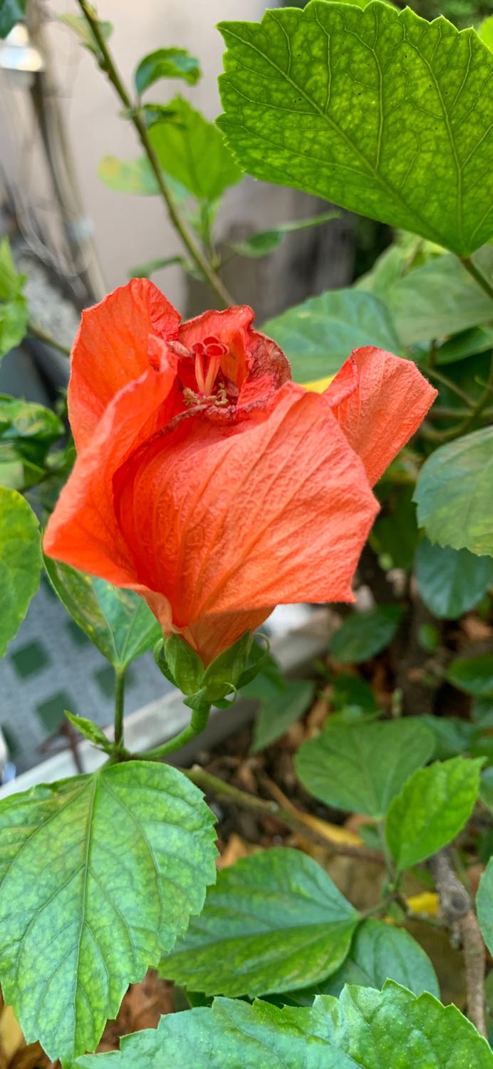 giao nhanh, tuyệt vời giao nhanh, tuyệt vời