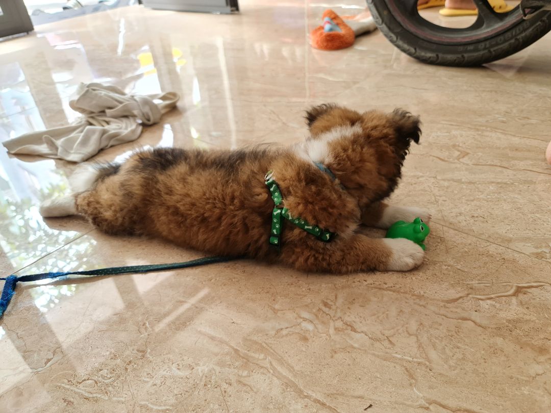 Dây hơi mỏng, không thích hợp cho cún nào đang trong giai đoạn ngứa răng. tuy nhiên không thể yêu cầu nhiều ở sản phẩm trong tầm giá này :D