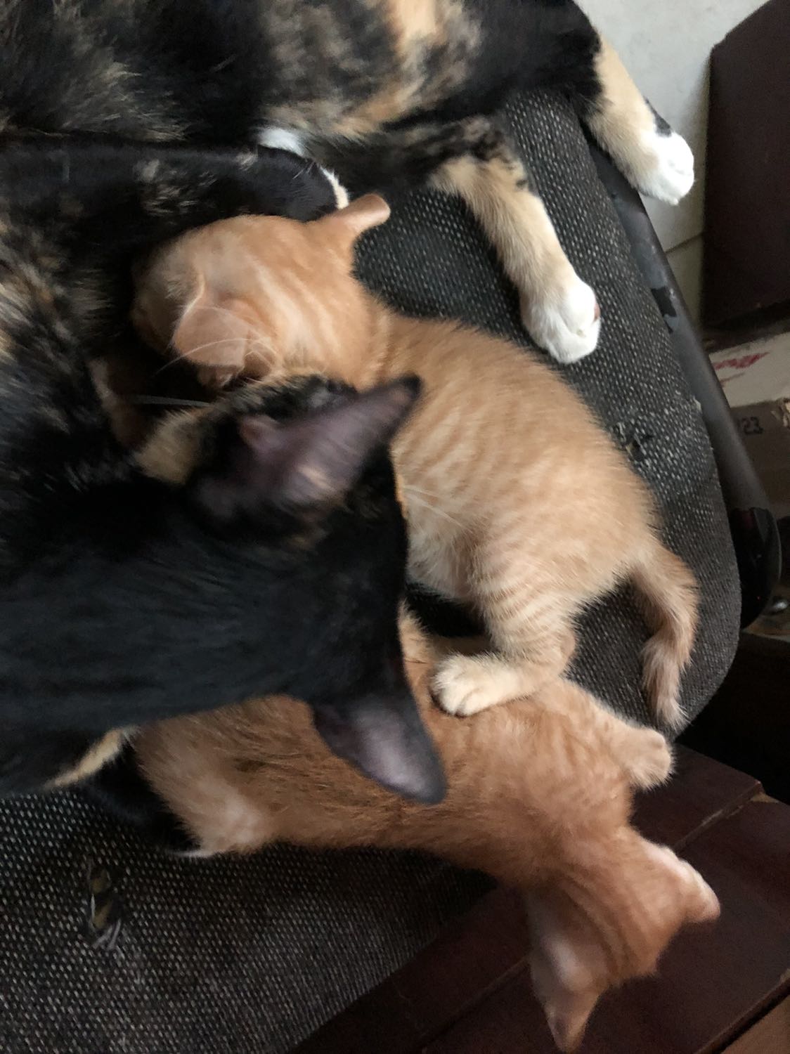 Chỉ mang tính chất nhận asa