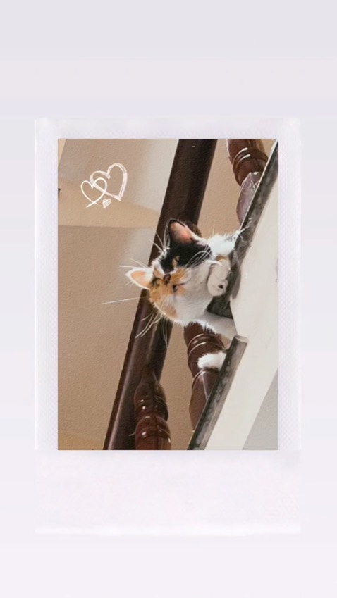 Mèo e ăn đến nỗi mặp ú nu rồi. Bắt đền shop nhe 🤧