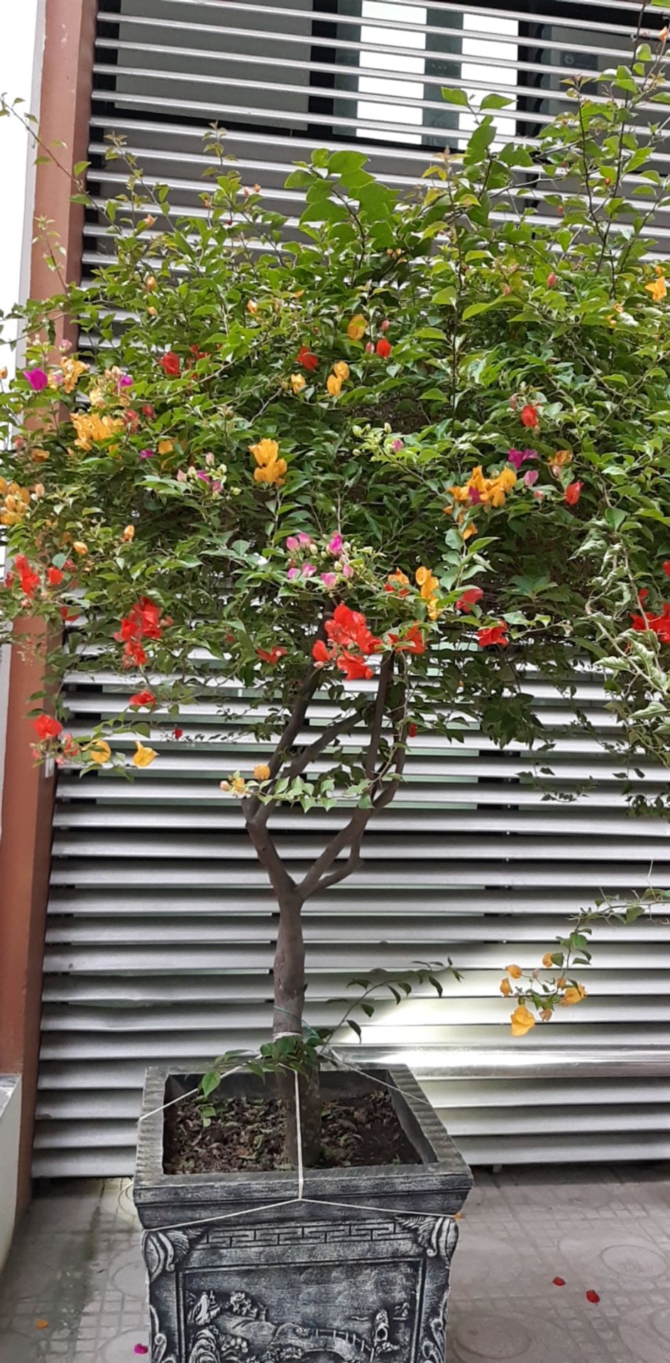 sp như hình, mỗi tội vẫn rộng với mình