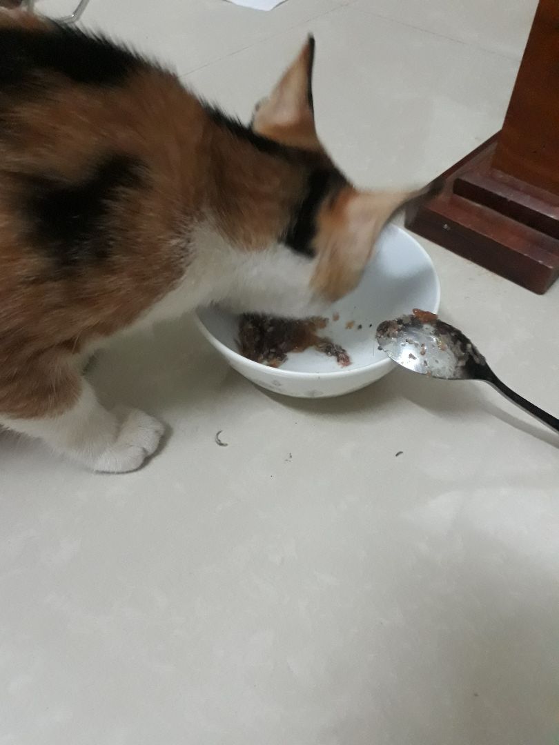 Meo nhà mình thích lắm. Thích hơn cả loại Me-o mình từng mua cho bé nữa. Chắc giờ cho bé ăn cái này luôn quá. Đúng là!!!!!! Ngon - Bổ - Rẻ
Ăn xing còn chui đầu vào *** ăn nữa chứ????
Tuyệt vời! Cảm ơn tiki nhoa?????????????