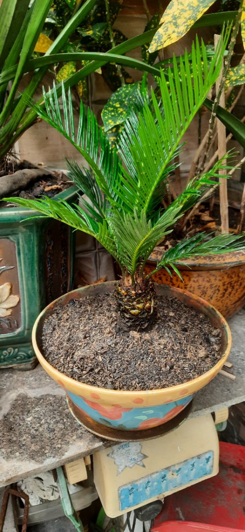 Cây tươi tốt, trông khỏe mạnh tương đối hài lòng. Có điều gói hàng chưa kỹ càng nên cây bị lỏng gốc. Hy vọng là sông được. Dù vậy cũng cho 5 sao !