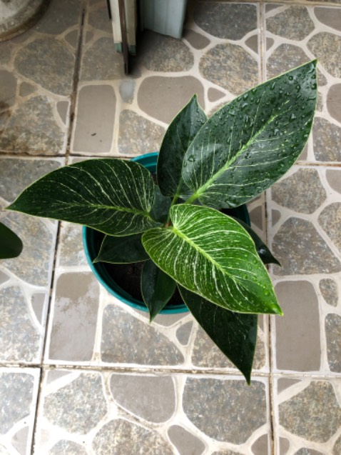 Cây đẹp shop gửi nhanh. Tiếp tục ủng hộ