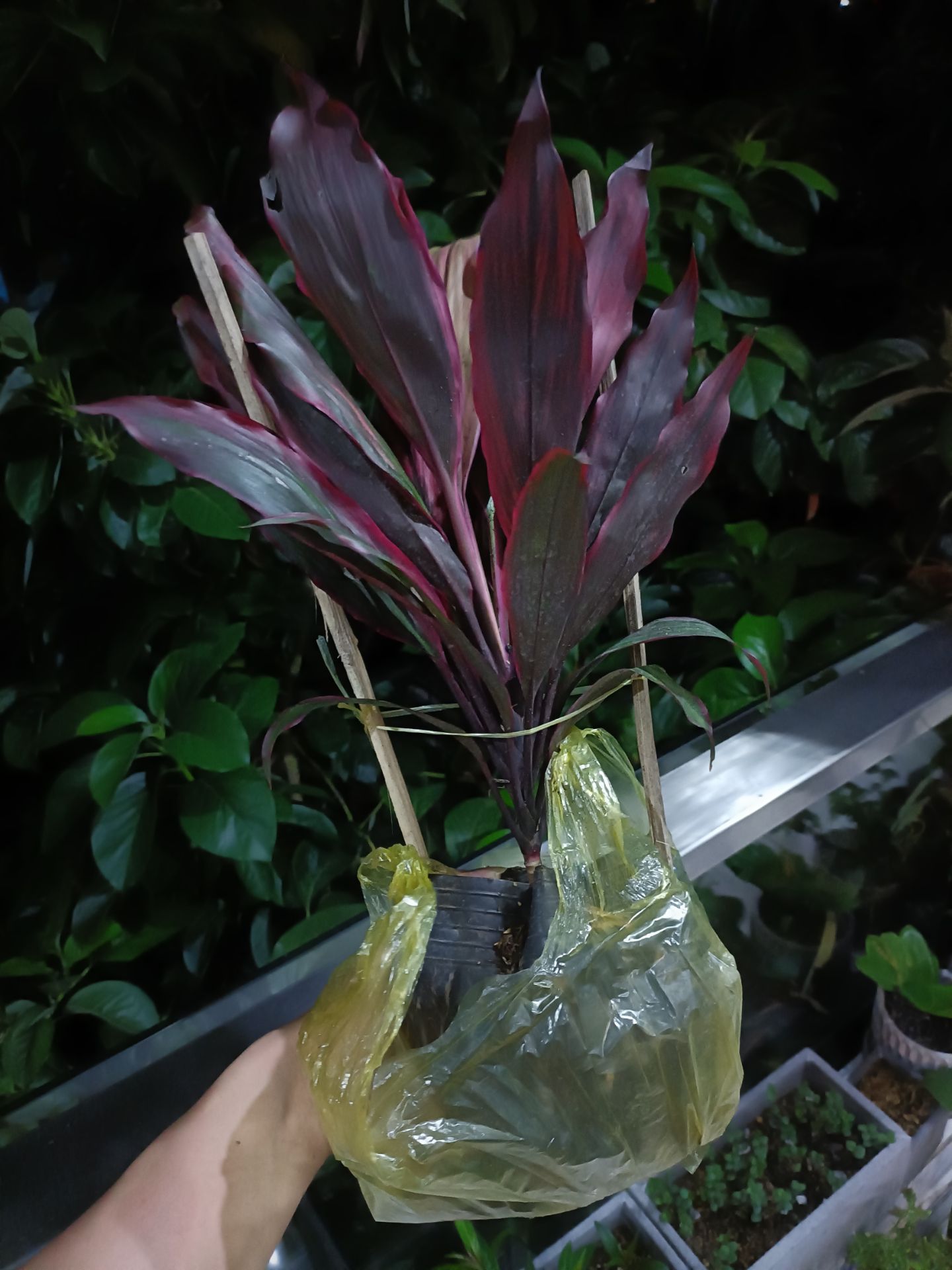 cây hơi tả tơi và không được đẹp như trong hình đâu nha mọi người