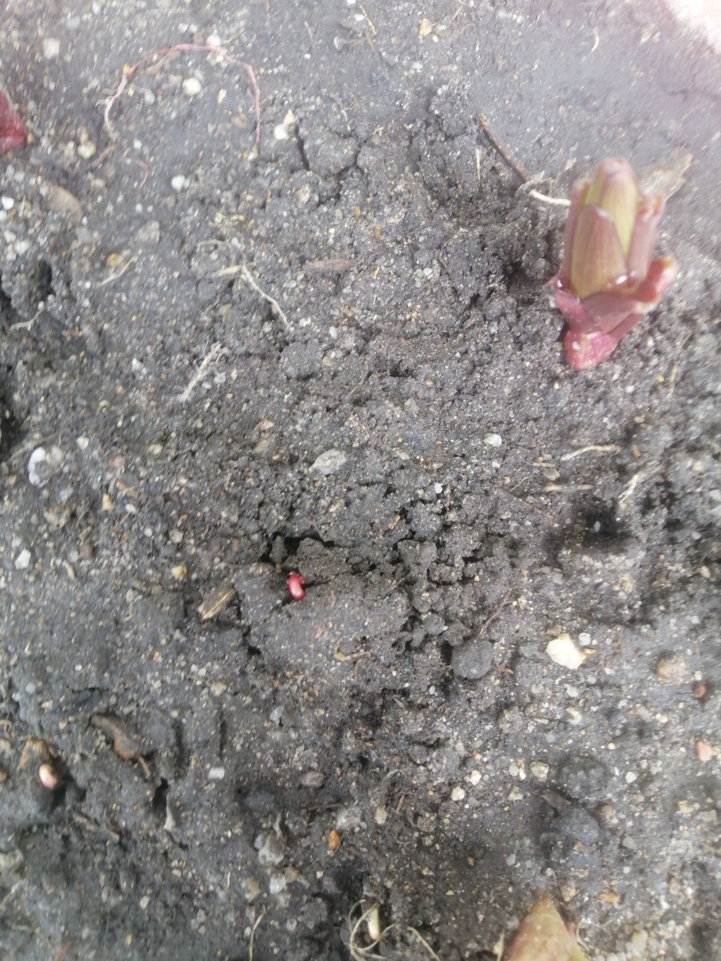 Hạt không nhiều tầm 14 hạt một bịch nhưng tỉ gieo nảy mầm rất cao. Mình gieo hạt chung với chậu ly mà hạt lên rất đều.