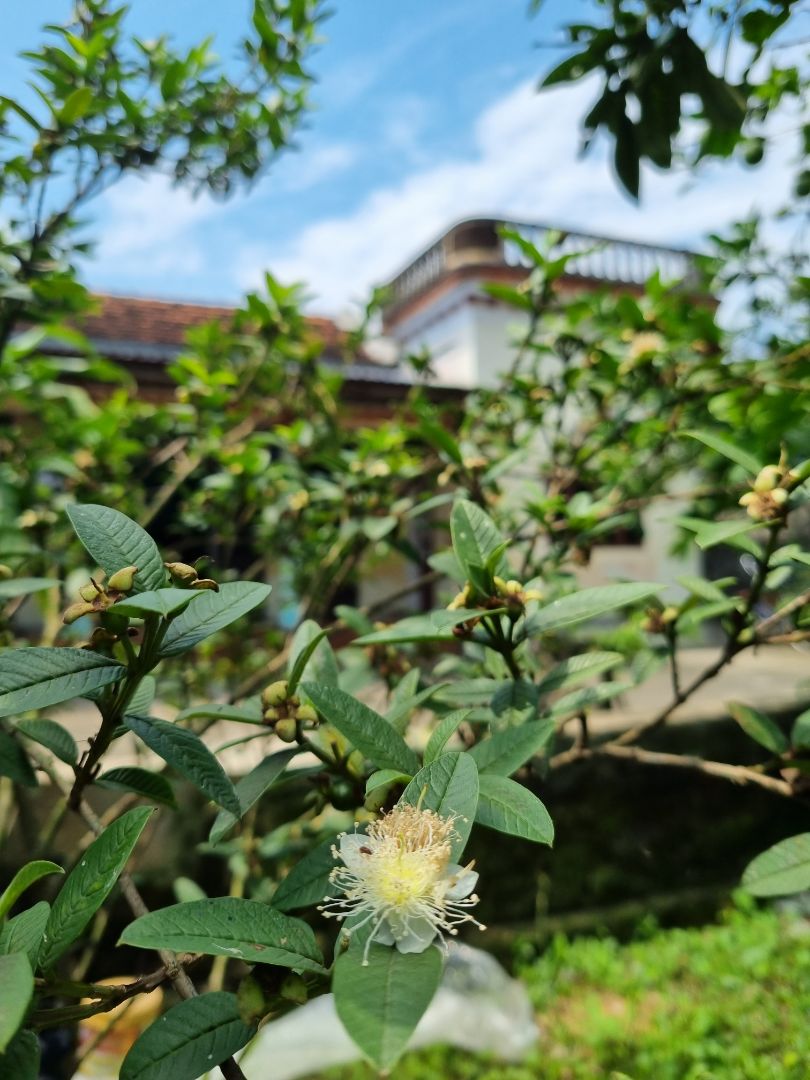 shop giao hàng nhanh, mình mua để ở nhà bố mẹ trồng! chờ thành quả nào! hình ảnh chỉ là cây trong vườn nhà mình thôi nè!