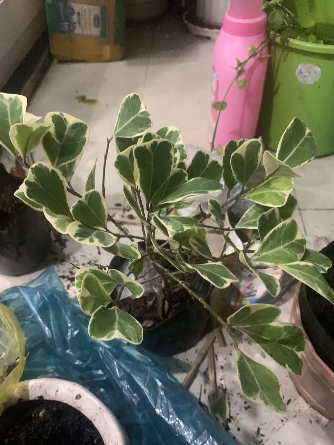 Giao hàng nhanh mình , cây khác ok hơn mình nghĩ, đóng gói gọn gàng , thích