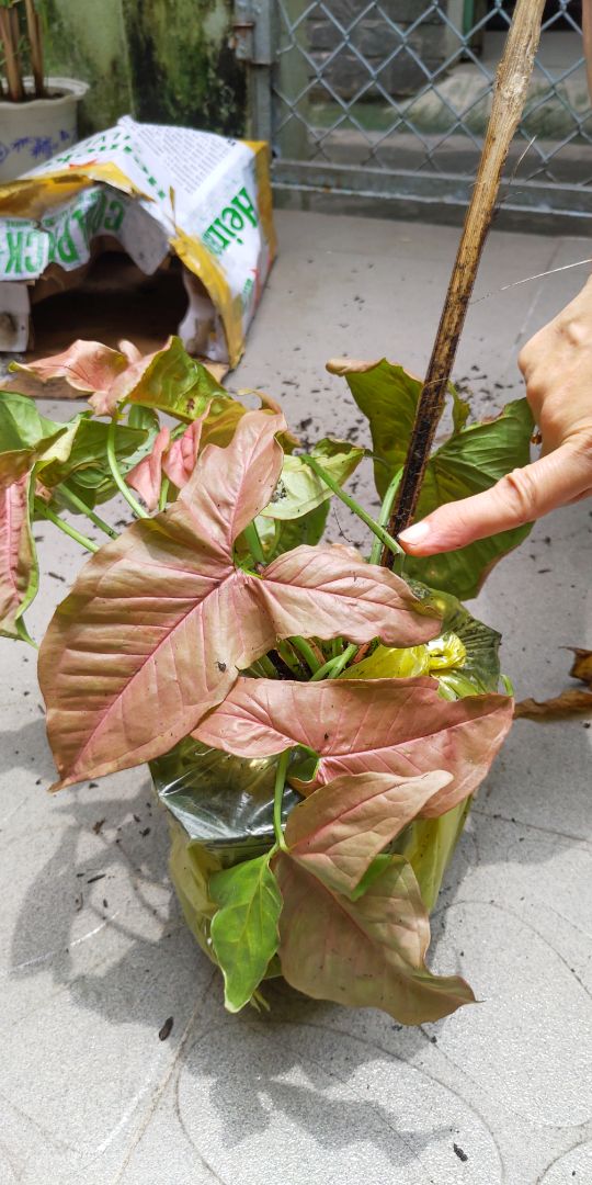 Giao hàng nhanh nhưng shop cần cẩn thận hơn trong khâu đóng gói, hoặc ít nhất cũng nên dán nhãn cảnh báo trên thùng hàng để shipper vận chuyển nhẹ nhàng hơn. Cây nhận được bị gãy và dập lá nhiều, nhìn khá chán.