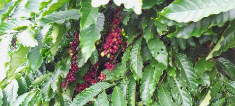 Sản phẩm rất hợp với gu của tôi. Cà phê rất thơm, đắng nhẹ, hậu vị ngọt dài, phù hợp cho cà phê sữa, cà phê đá, hoặc uống không đường