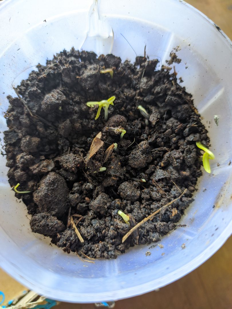 Đóng gói cẩn thận, giao hàng nhanh. Mới gieo được 3 ngày thì hạt đã nảy mầm rồi còn đợi cây lớn l
ên rồi ra hoa như thế nào thôi