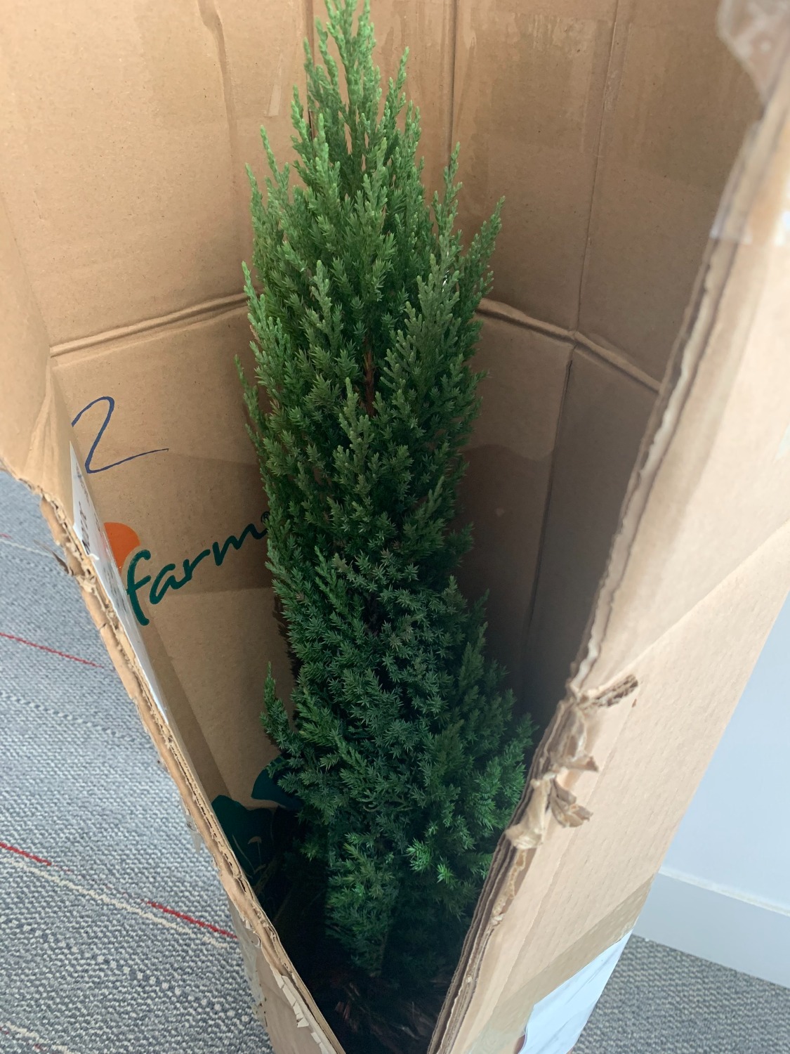 Sản phẩm ko giống mô tả, cây cao lêu khêu, ốm, và không đều
Ảnh thật số 2 là có trang trí, nhưng giao thì không trang trí
giờ tính sao với cây này đây ạ