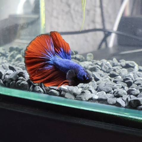 nói chung là tiếc vì không múa luôn 2 cái, chứ giờ đi tặng mà ai cũng hỏi mua ở đâu, inbox xốp thì kêu hết hàng dg chờ nhập, mà xốp khác thì bán max quá, cơ mà
nhắn tin chả rep, . sợ hàng đểu lắm. Xốp này inbox cái rep liền, thì chốt đơn luôn chứ làm sao, thôi còn 1 cái mua 1 cái tạm dậy. nào có hàng xốp lại inbox cho mình nhá. tặng shop con betta nè lụm không ?