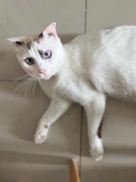 Hình ảnh chỉ để minh hoạ, tiki giao hàng nhanh, nhân viên nhiệt tình, gói hàng kỹ nha mọi người.