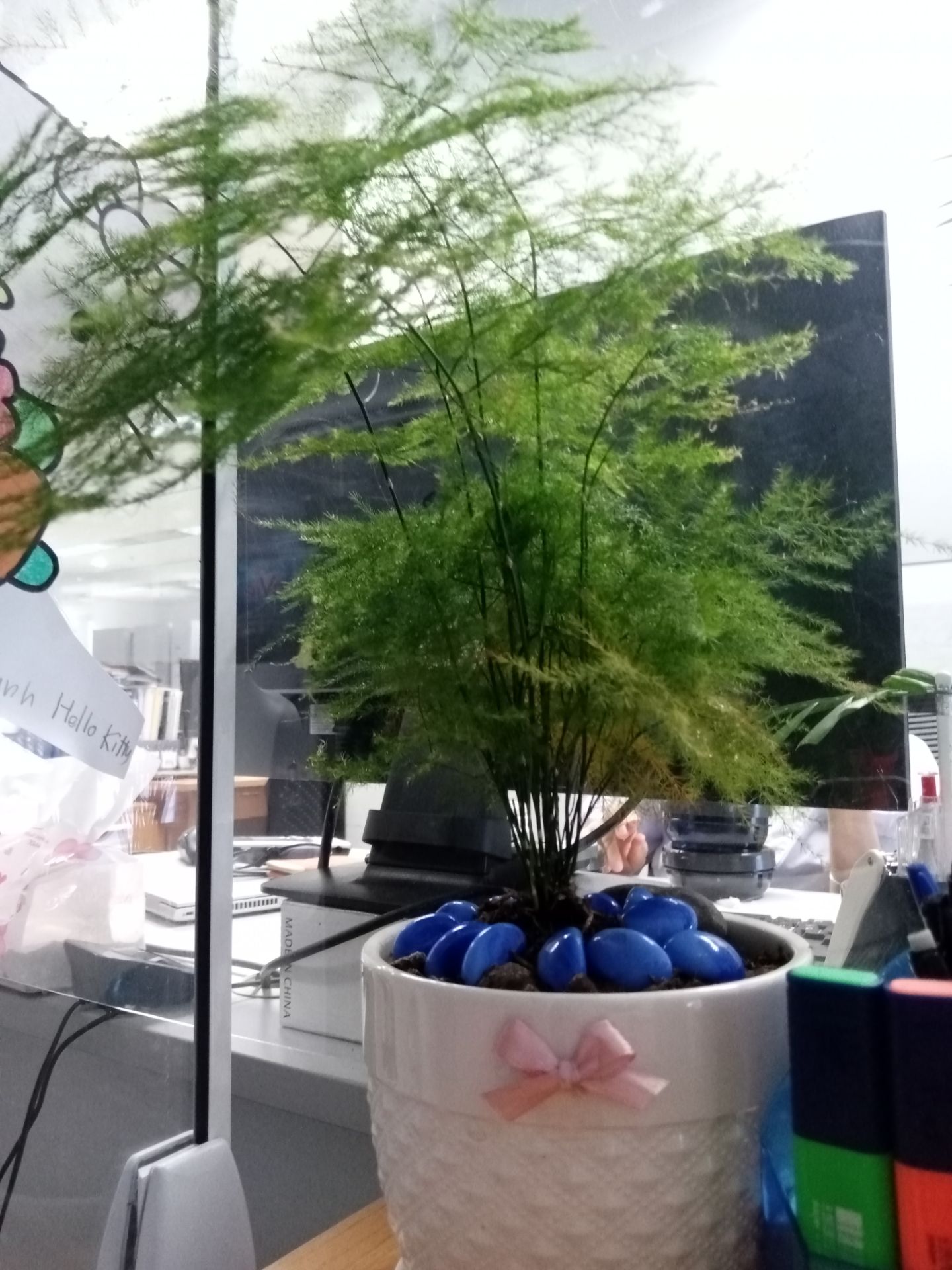 Cây cao và đẹp hơn mình tưởng. Mình đã đưa vào chậu được 3 tuần rồi nè. Vẫn xinh và đang có 1 nhánh non mới.