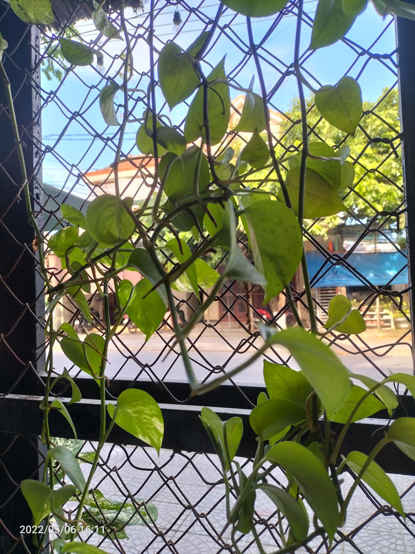 mn mua nhớ để ý, chọn gấp kiểu cũ hay kiểu mới nhé. mình quên bấm chọn, mua mẫu cũ tận 5 gói. buồn ds