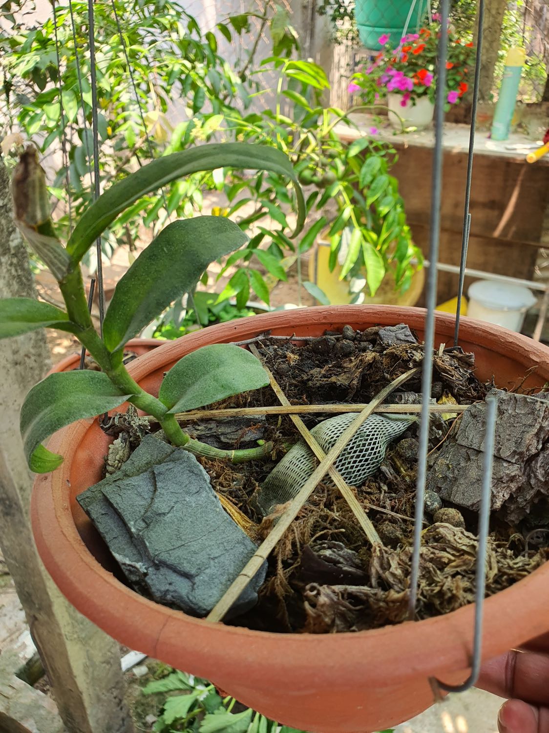 Đã mua và dùng hơn năm rồi, rất hữu ích khi mùa lạnh hoà với nuóc ăm chống ho khi lạnh rất hiệu quả. Sản phẩm nên có cho mọi gia đình. Giá lại rẻ nữa, truóc mình mua 165k