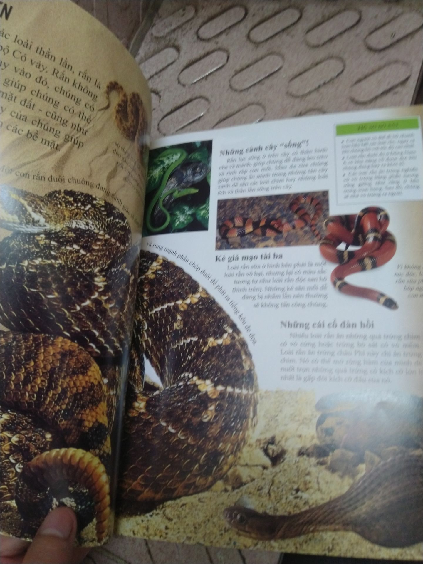 Cuốn sách bách khoa tri thức về bò sát cho trẻ em được nhà xuất bản Đinh Tị phát hành. Cuốn sách bổ sung các kiến thức rất bổ ích bên cạnh các kiến thức trong nhà trường, giúp trẻ em hiểu biết hơn về thế giới động vật.